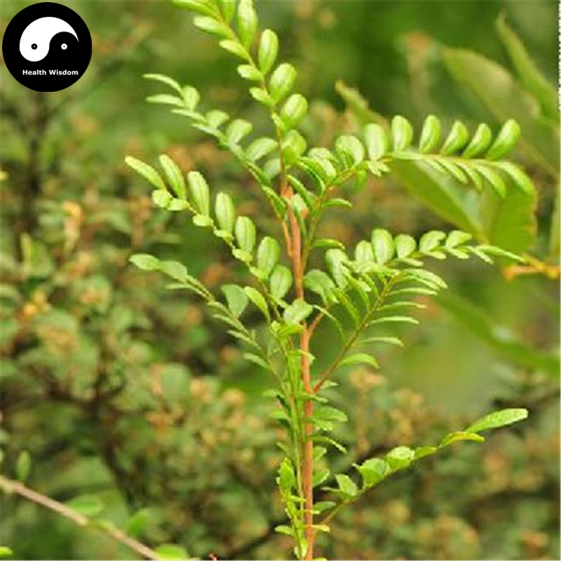 Купить Pistacia Weinmannifolia Tree Semente 30 шт. завод Pistacia Weinmannifolia для Qing Xiang Mu
