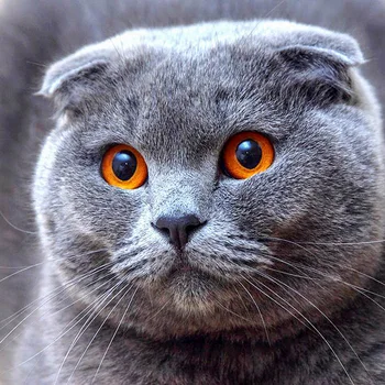 

NEW diamond embroidery full "Gray Cat" 5d diy diamond painting Cross stitch Resin Diamond mosaic Needlework