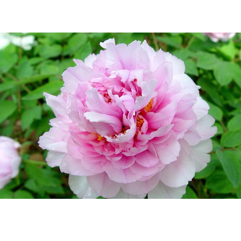 

Rare 'Flower King' White Pink Red Peony ling Professional Pack 10 /Pack Light Fragrant Garden Flowers