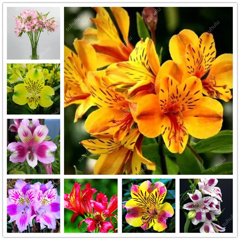 

Free Shipping 100 pcs Rare Peruvian Lily Alstroemeria Flower Mix-color Beautiful Flower for Home & Garden Decoration Flowers Pot