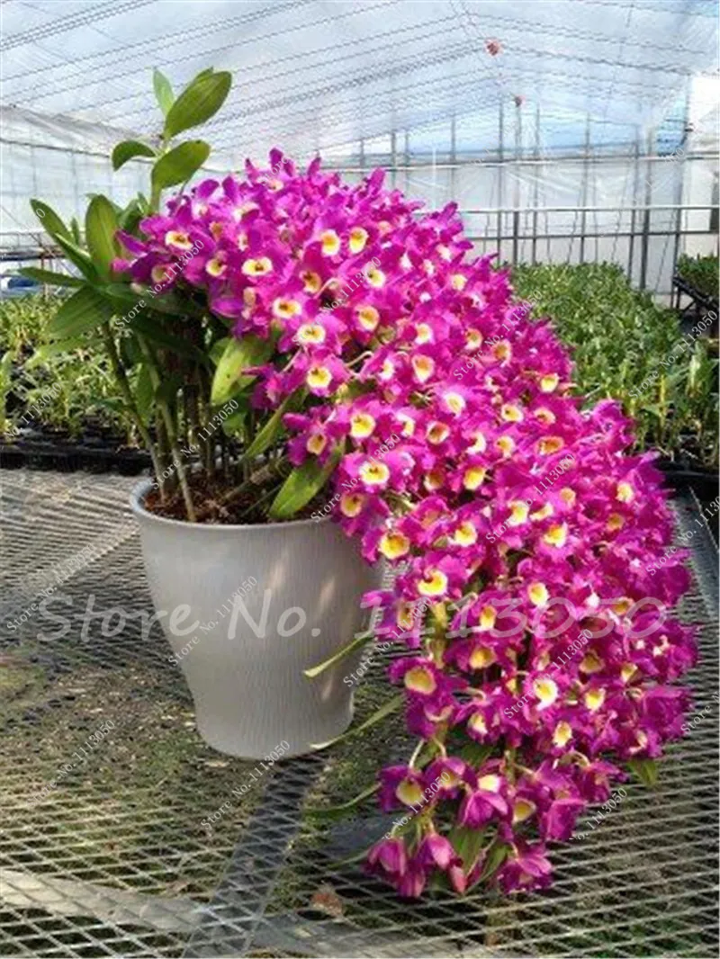 popular rare orchid plants buy cheap rare orchid plants lots from china rare orchid plants popular rare orchid plants buy cheap rare orchid plants lots from china rare orchid plants