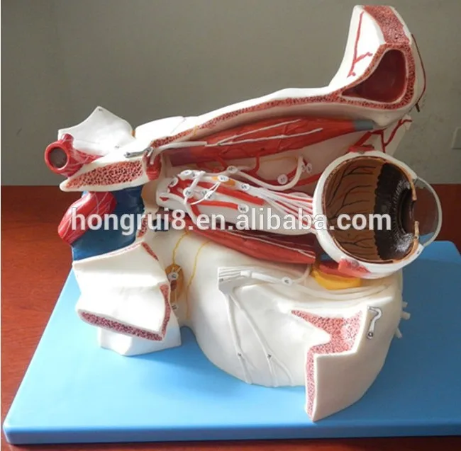 A17105 Eye MODEL 1