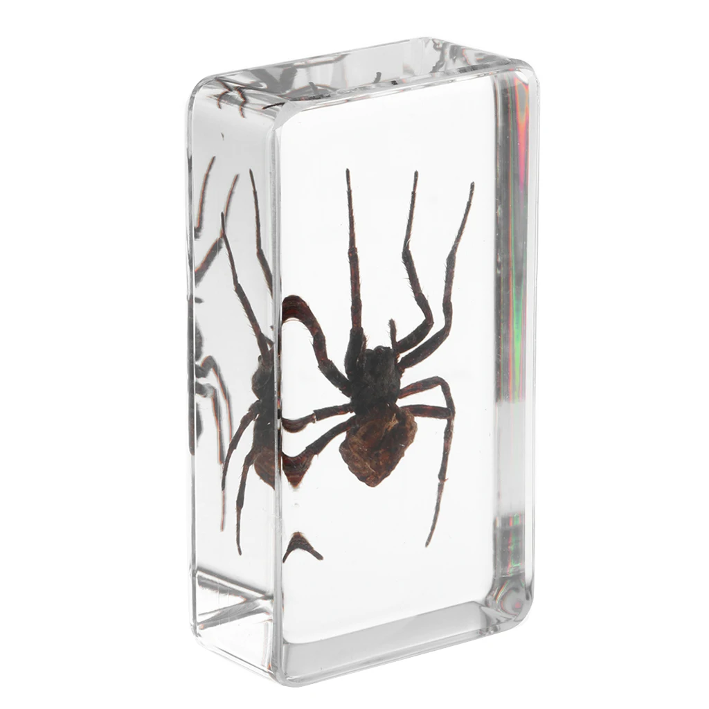 Insect Specimen Paperweight Collection Gift - Deinopidae