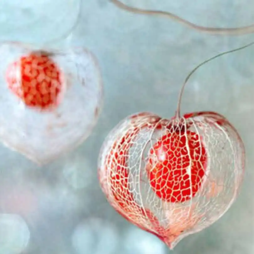 2019 Semillas Physalis Peruviana Мыс Бонсай Мыс Крыжовника Растения Редкие Многолетние