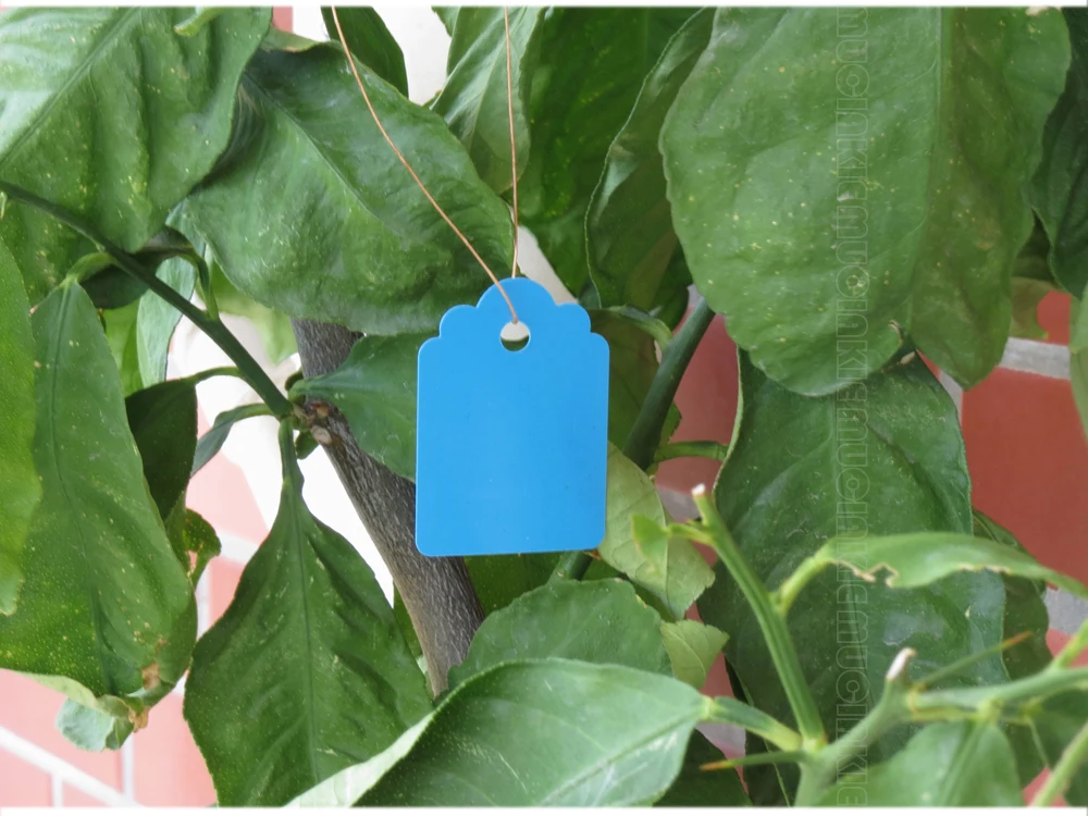 MUCIAKIE 100PCS 35x25MM Hanging Plant Markers DIY Seedlings Labels Hang Garden Flowers Pots PVC Tags Garden Tools