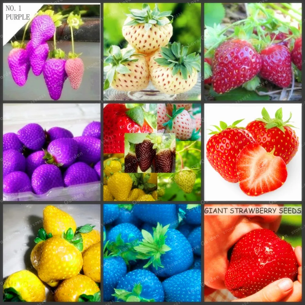 

100 Pcs Diverse Rare Strawberry Bonsai Very Delicious Organic Nutrition Fruit Bonsai For Home Garden Bonsai Plant Hot Selling