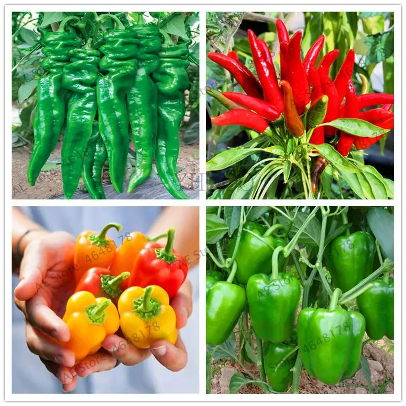 

Heirloom 200 pcs Thai Sun Capsicum annuum Ornamental Large easy grow for home * garden