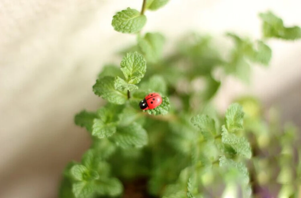 100x Miniature Dollhouse Bonsai Craft Garden Landscape Wooden Ladybug Decor