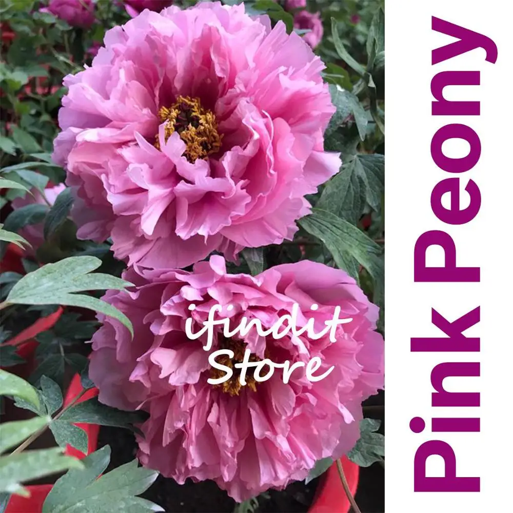 

20pcs Heirloom Climbing Peony Flower Tree Thailand Bonsai Plant Hybrids Flowers Tree Perennial Bonsai Flower Plants Garden Decor