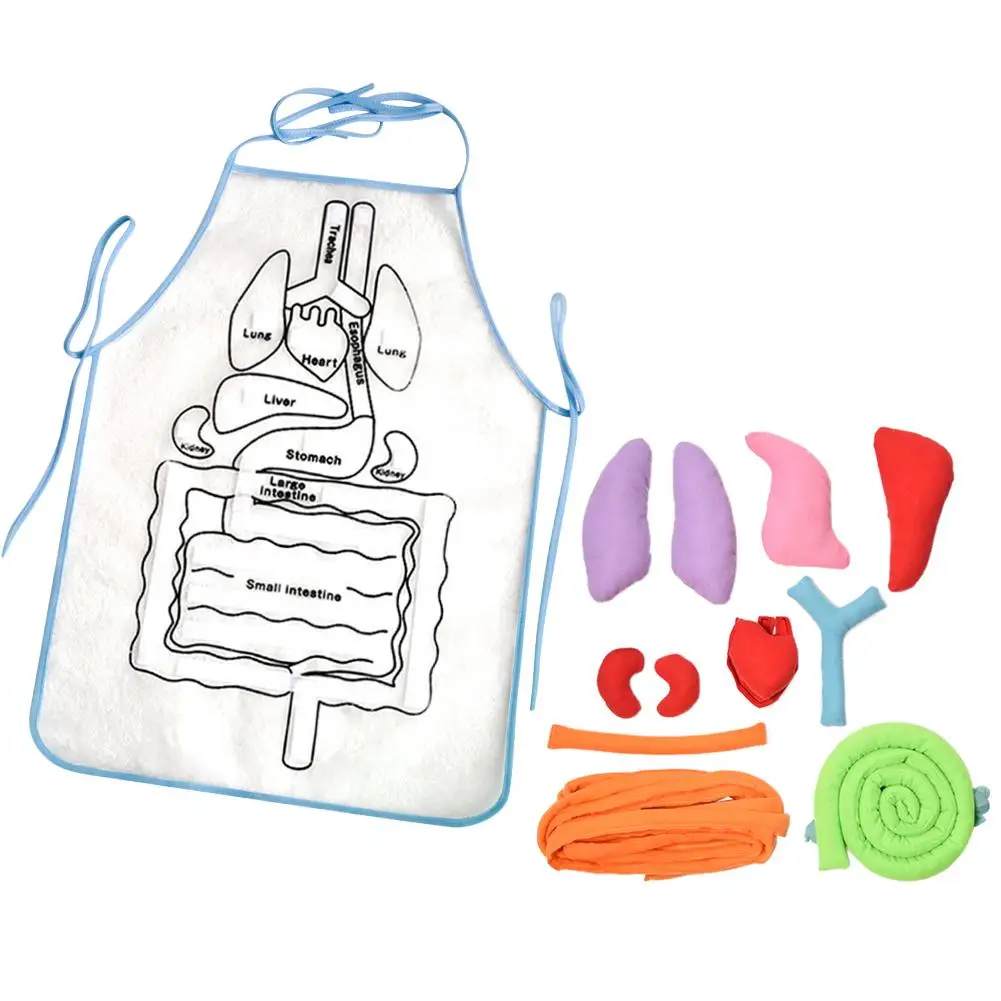  Simulation Human Body Apron Teaching Utensils Children Puzzle Enlightenment Apron Early Education T - 33046031437