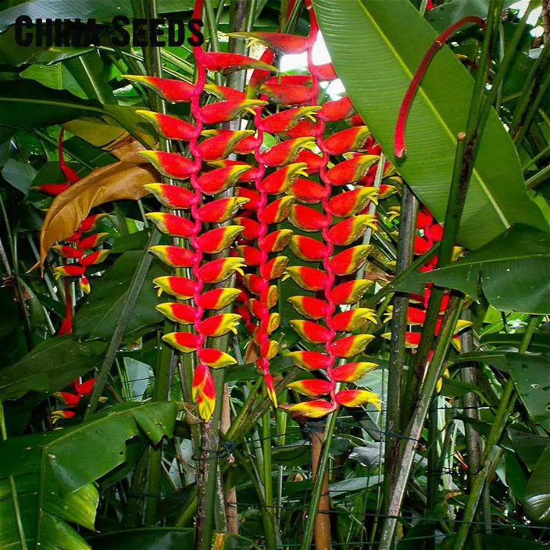 Indoor Potted Plant Flower Orange Strelitzia Reginae Bonsai Bird
