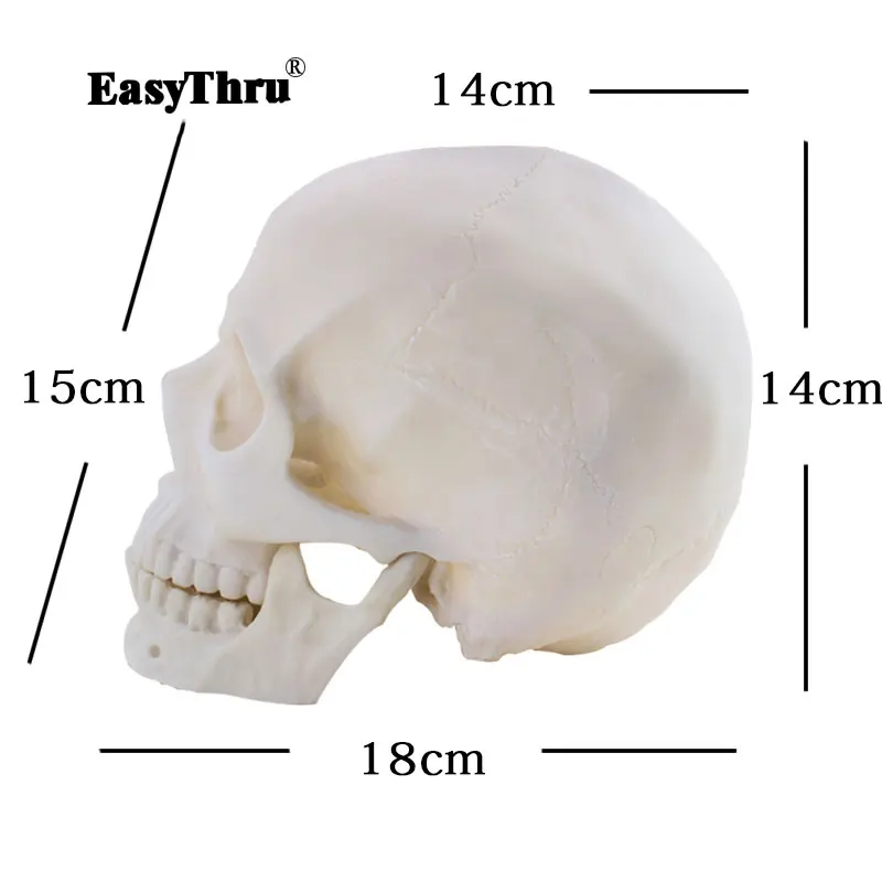 

1:1 Human anatomy skull Model Brain skeleton Original Color Resin Crafts Medical teaching models traumatic pistol