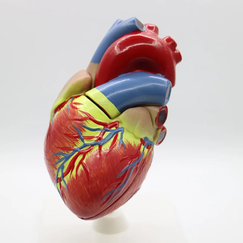 2pcs 1+3 times big PVC Cardiac anatomy heart model Medical teaching tool instructional tool Clinic Figurines