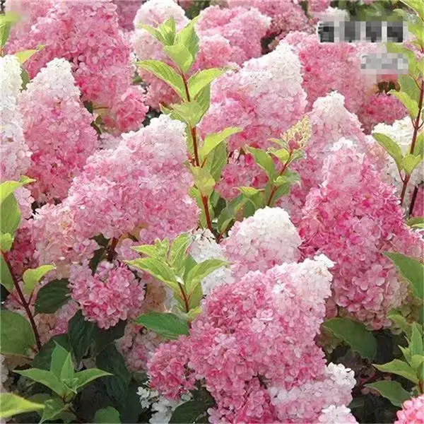 Bonsai 20 Pcs Multiple Color Choice Hydrangea Bonsai Perennial Flower Plant Hydrangea Balcony Ornamental Garden Decoration Plant