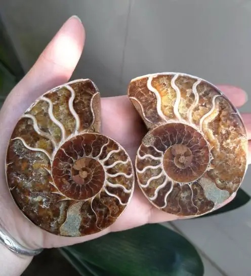 Special Offers Snail ammonite fossils minerals from Morocco to multicolor fire Special Offers Snail ammonite fossils minerals from Morocco to multicolor fire