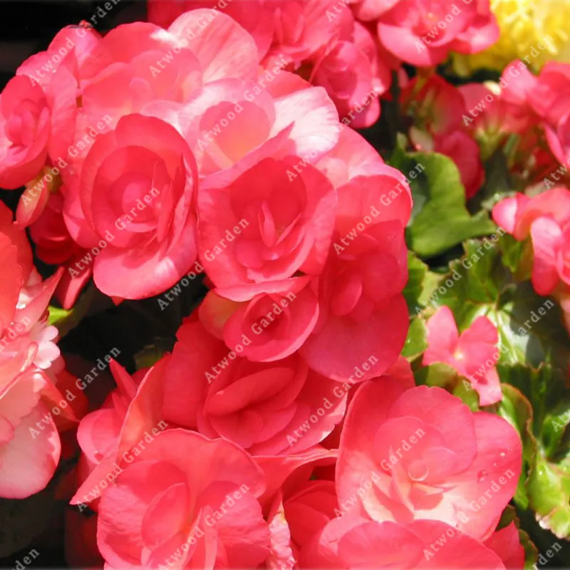 

ZLKING 100pcs/bag Beautiful Begonia Flower Flowers Potted Bbonsai Garden Courtyard Balcony Coleus for Home Garden