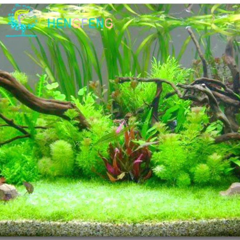 100 Pcs Aquarium Grass Seeds Mini Aquatic Plants Tank Seed Indoor