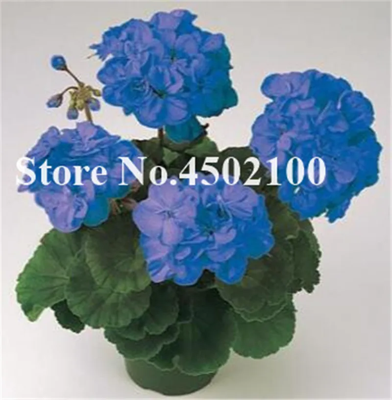 Bonsai Geranium 100 Pcs Japanese Yellow Ppleblossom Rosebud Pelargonium Flowering Geranium Balcony plant For Home Garden Bonsai Geranium 100 Pcs Japanese Yellow Ppleblossom Rosebud Pelargonium Flowering Geranium Balcony plant For Home Garden