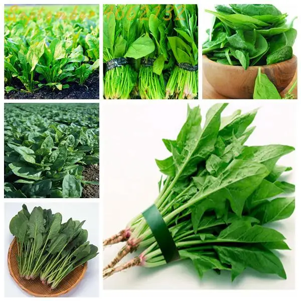 

100pcs Water Spinach Vegetable Bonsai Kangkong,Chinese Spinach or Watercress Time limit promotion Spinach bonsai Organic green