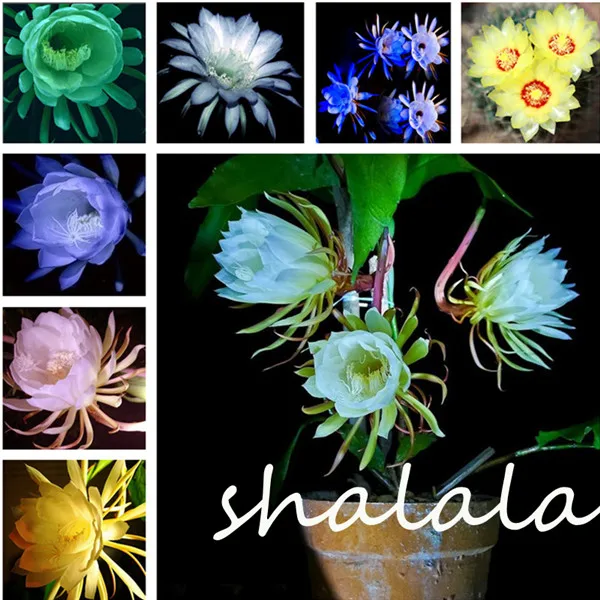 

100 pcs Rare Cactus Flower plants Japanese Epiphyllum plants coloful Flower Sementes Bonsai plants for home garden ornamental