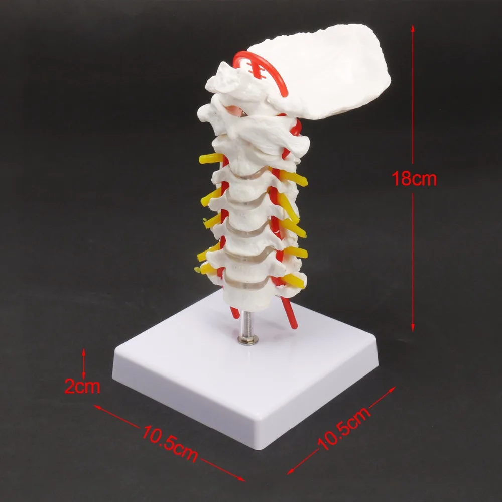 В натуральную величину человек, Череп Скелет шейного позвонка артерия позвоночника спинного нерва анатомическое исследование дисплей Модель