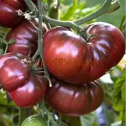100 шт. фиолетовые фрукты священные томат бонсай фрукты и овощи домашний сад бонсай карликовые деревья