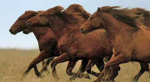 O-Galloping-15(110X60CM)