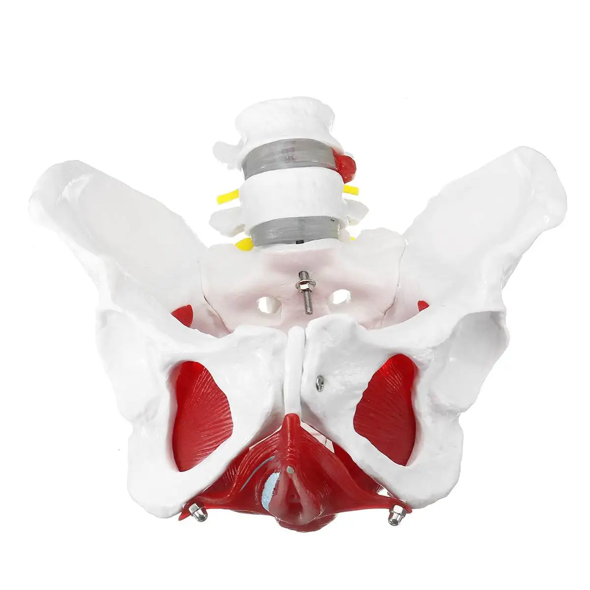 

Natural Life Size Medical Anatomical Female Pelvis Model With Removable Organs School Educational Teaching Learning Model Tool