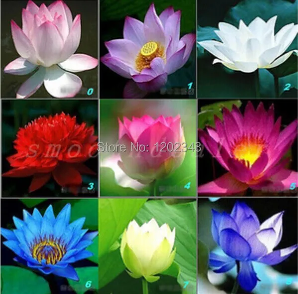 High Quality 100 Original 10PCS mix Lotus Flower Aquarium Plant Seeds