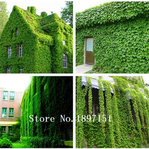 Купить Плющ Садовый Вечнозеленый Морозостойкий