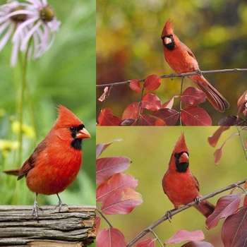 

5d diy diamond Cardinals diamond painting kit full diamond embroidery cross stitch bird diamond painting new square stones 3D
