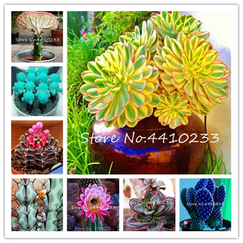 

Big Sale!!! 100 Pcs Fresh Cactus Bonsai,Rebutia Variety Flowering Color Cacti Rare Cactus Plant Office Mini Succulent Bonsai Pla