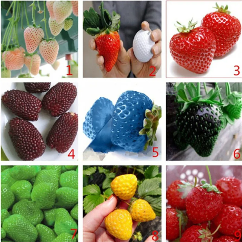 

Vegetables and fruit Plantas Strawberry gardenling 200pcs Plante of each color Bonsai grain Bonsai plants Bonsai for home&Garden
