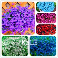Time-Limit!!100 Seeds/pack Rare Red Wine Chrysanthemum Seeds Morifolium Seeds Beautiful Flower Potted Plant Home & Garden,#A2H0U  