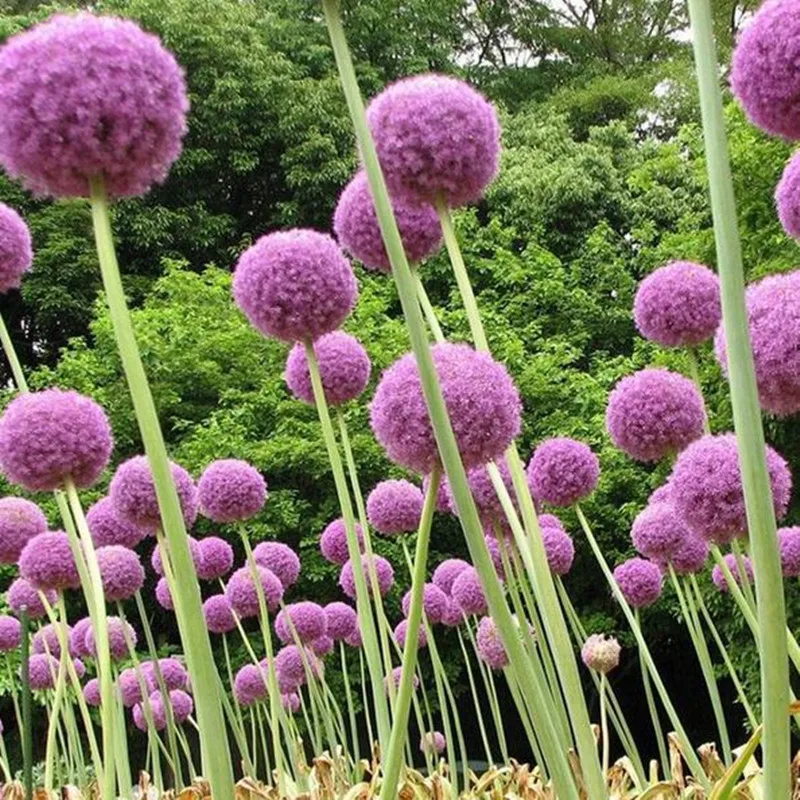 120 pcs/pack Purple Giant Allium Giganteum Beautiful Flower bonsai Garden Plant the budding rate 95% rare flower for kid 120 pcs/pack Purple Giant Allium Giganteum Beautiful Flower bonsai Garden Plant the budding rate 95% rare flower for kid
