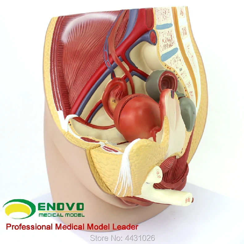 ENOVO модель анатомии таза для женщин, эмбрион для мочевой матки, эмбрион для детей, акушерство и обучение гинекологии