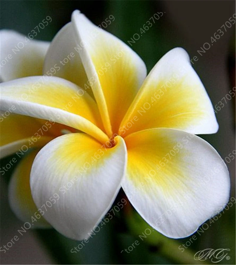 100 pcs/ bag Garden Plumeria Bonsai Frangipani Mixed Color Egg Flower Rubra Decor Romance Potted Plant DIY Home Pot Planting