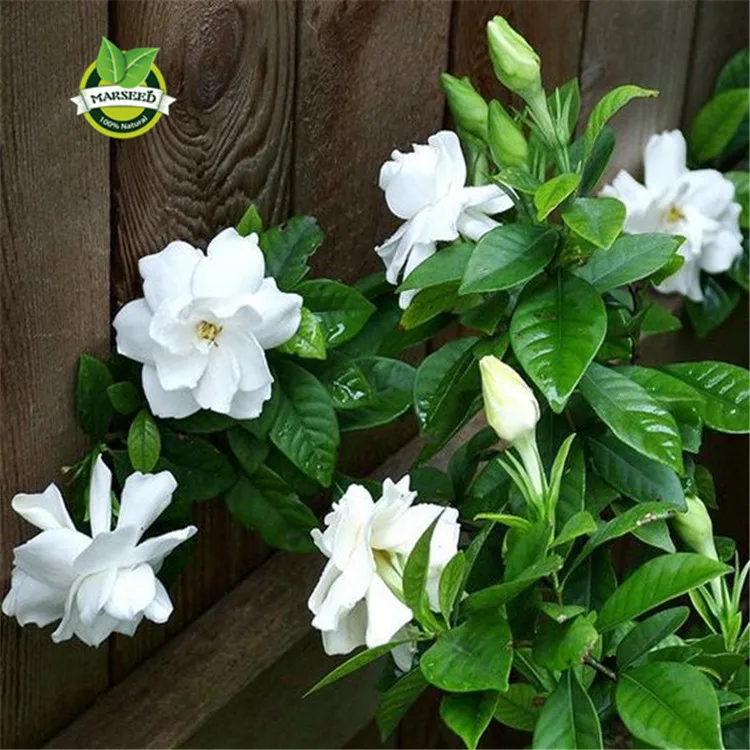 10 Gardenia seeds (GARDENIA JASMINOIDES ) Very Fragrant