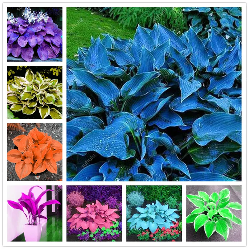 

200 pcs Mixed Colorful Bonsai Hosta Plant Beautiful Flower Bonsai White Lace Potted Foliage Plants For Home Garden Supplies