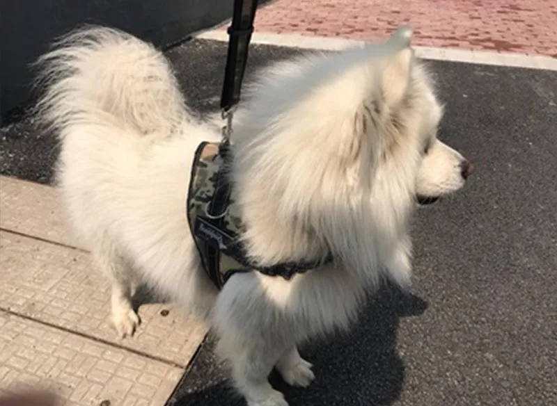 pet harness (7)
