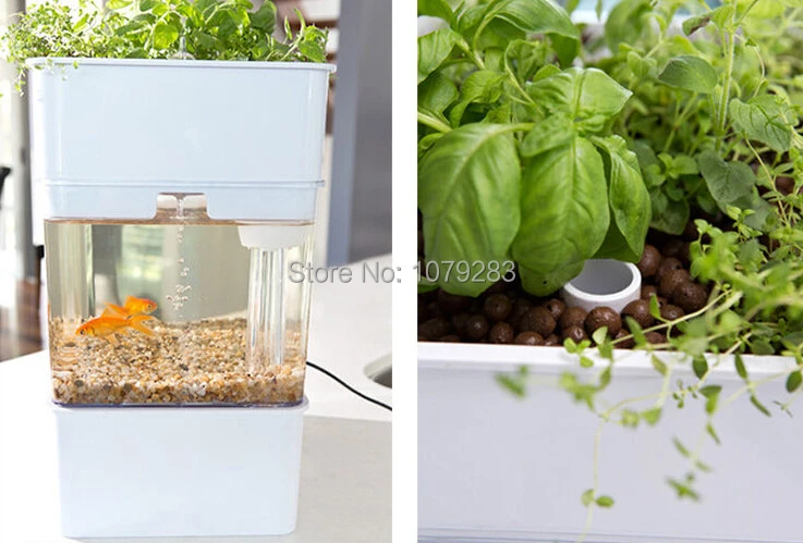 AQUAPONICS аквариум с растениями растущая кровать, система полива рециркуляции