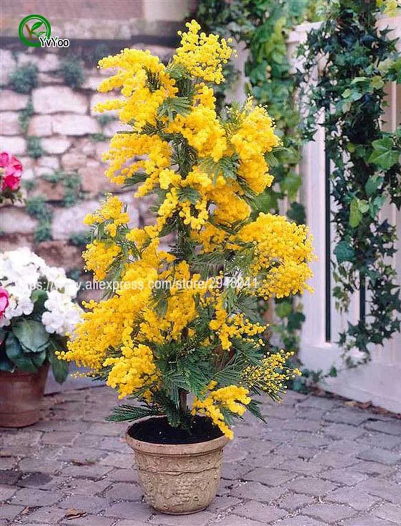 

20 pcs Albizia (Acacia) Julibrissin Tree (mimosa/persian Silk Tree) Mini Potted Bonsai Flower ,diy Home Miniature Garden plant