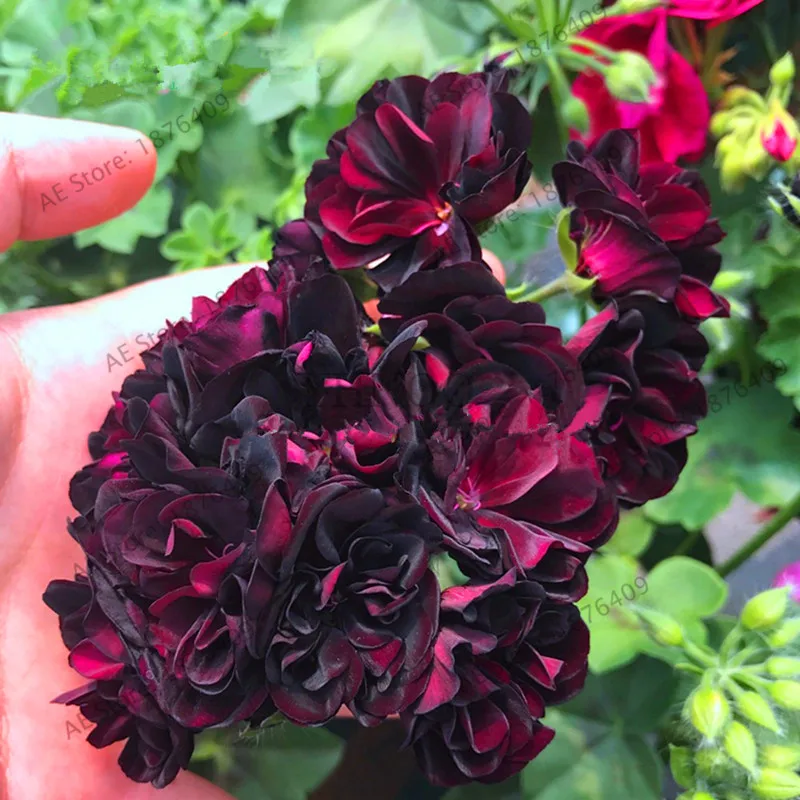 Новое поступление! 5 шт. редкий сад герани Черная роза пеларгония ...