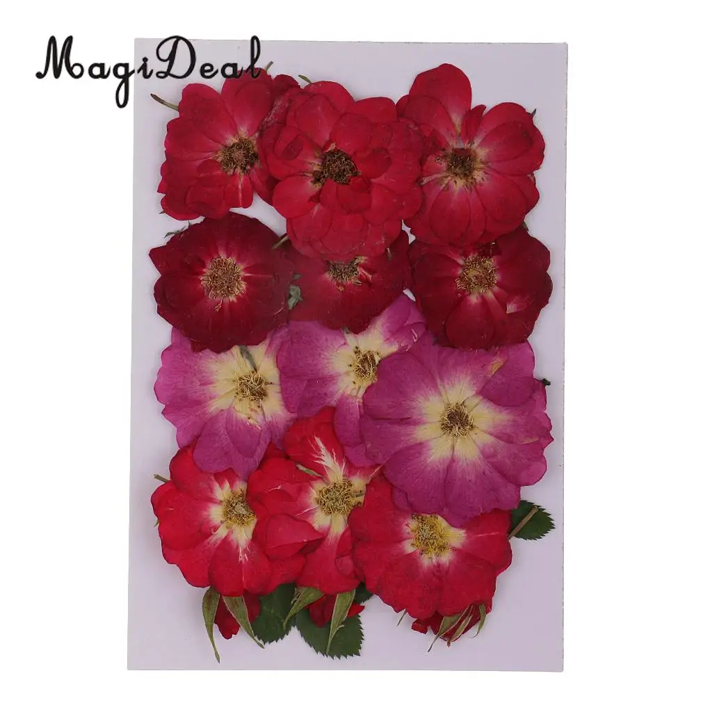 Beautiful Multiple Real Pressed Leaves Natural Dried Flowers for Art Craft Scrapbooking Card Making  Resin Jewelry Craft DIY