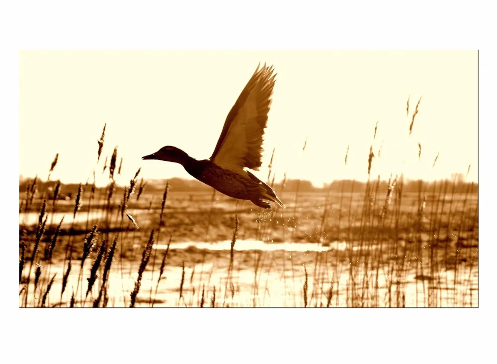 11++ Gambar burung di laut terupdate
