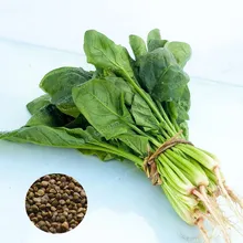 Heirloom Green Spinach Vegetable Seeds 20 PCS Spinach Seeds Salad Leaves Good Taste Non-GMO Home Garden Plant