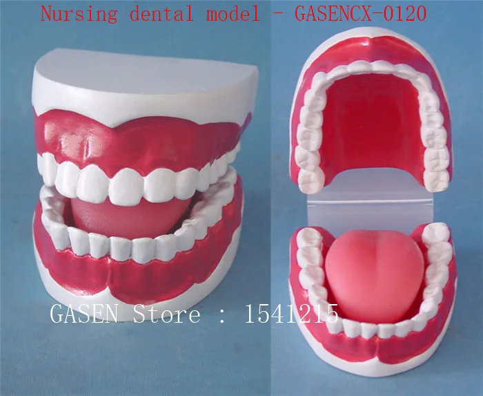 

Care Medical appliances Oral tooth model Teaching model Medical model Nursing dental model - GASENCX-0120