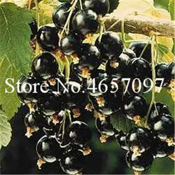 100 шт./упак. черная ягода Годжи ягоды Годжи бонсай для дома сад растений, естественно органических фруктов Флорес