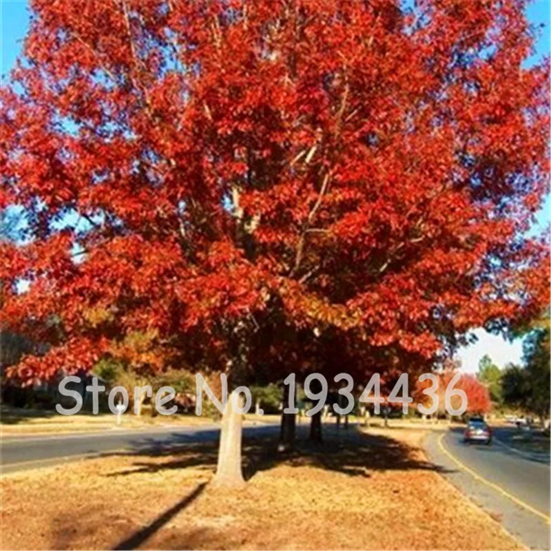 10 Pcs American Red Oak Tree Bonsai Quercus Alba Acorns For Diy Home