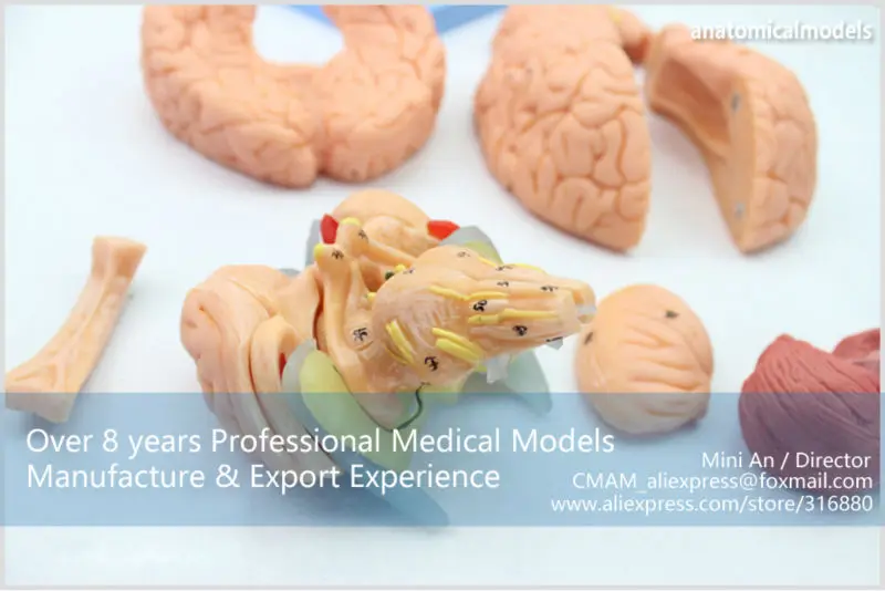 BRAIN06 CMAM BRAIN ANATOMICAL MODEL 15-PARTS 3